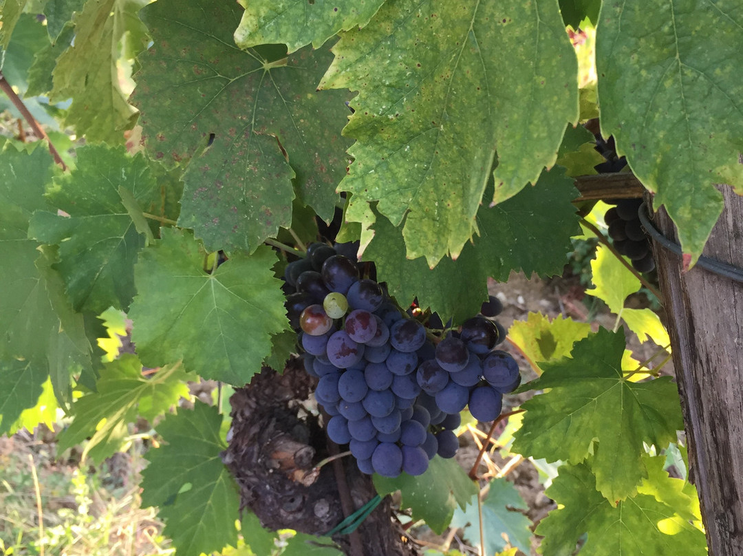 Fattoria Vignavecchia-拉达因基安蒂必去景点