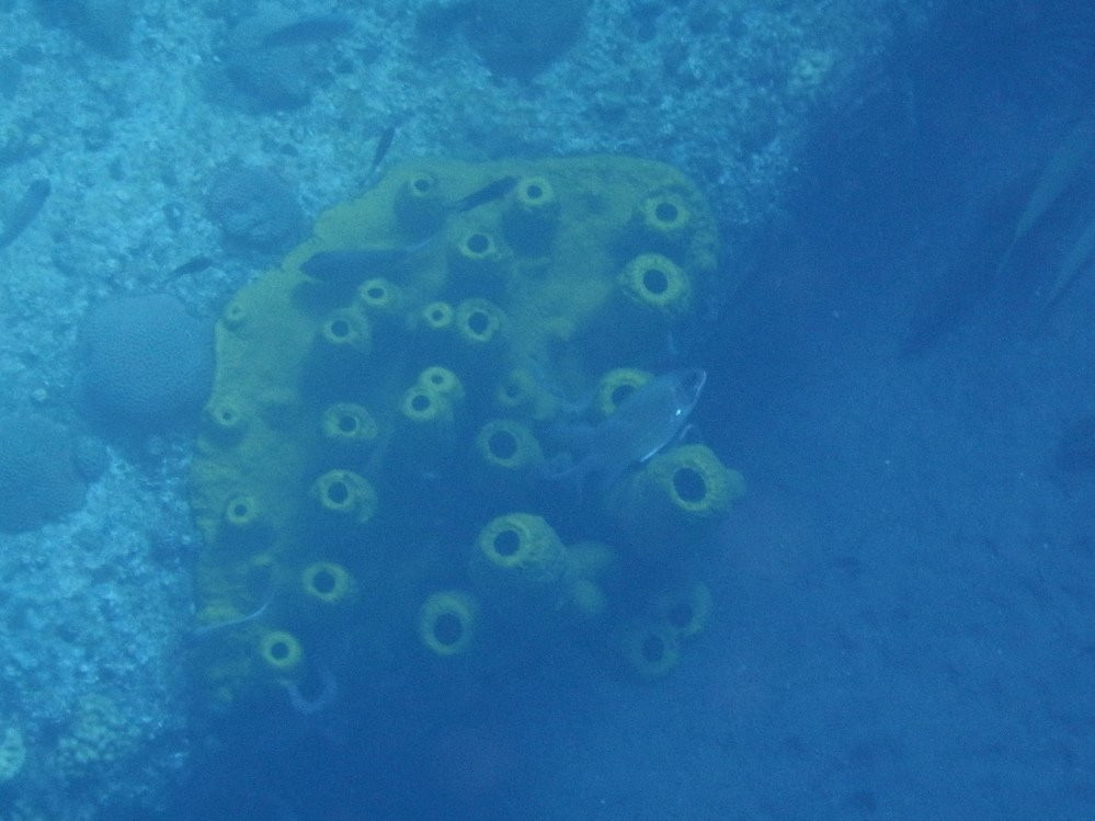 Maman Dlo-Saint-Pierre必去景点