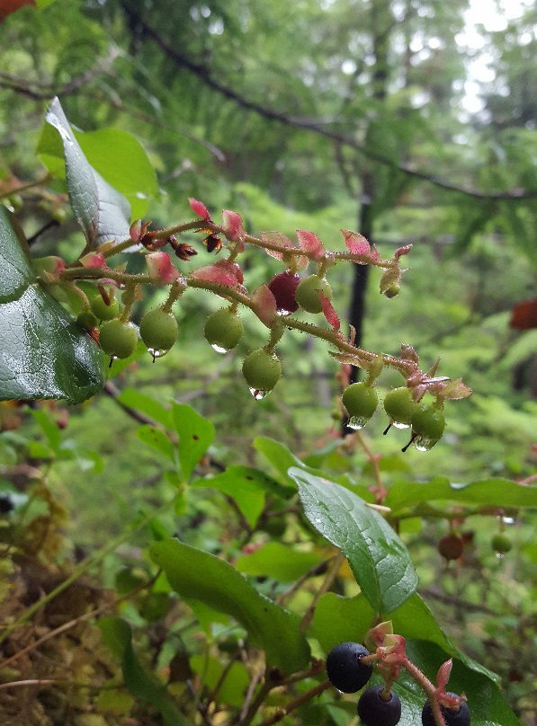 Tongass National Forest-凯奇坎必去景点