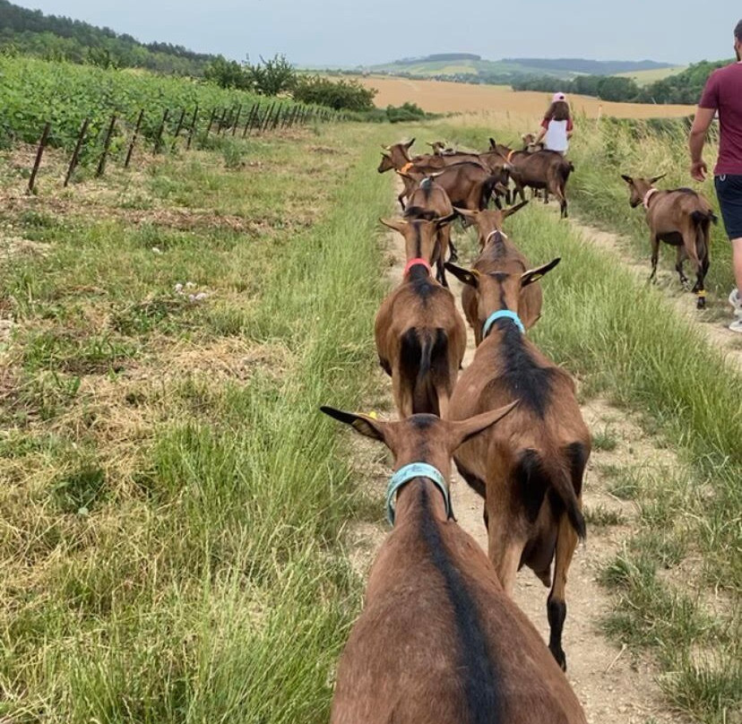 La Ferme d'Ulteria景点图片