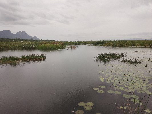 Bueng Bua Nature Observation Center景点图片