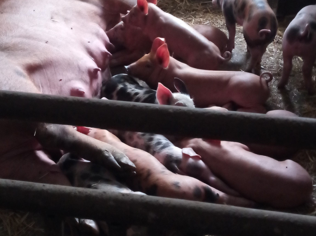 Gasthof Waldemar主图