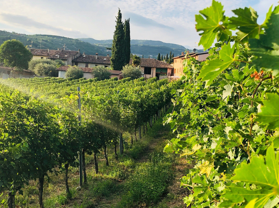 Roberto Mazzi e figli - Winery景点图片