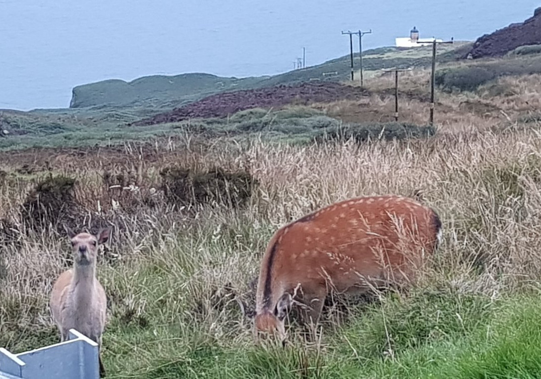 Mull of Kintyre Lighthouse景点图片
