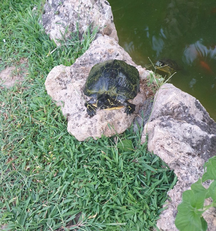 B&B All'Ombra del Palmeto主图