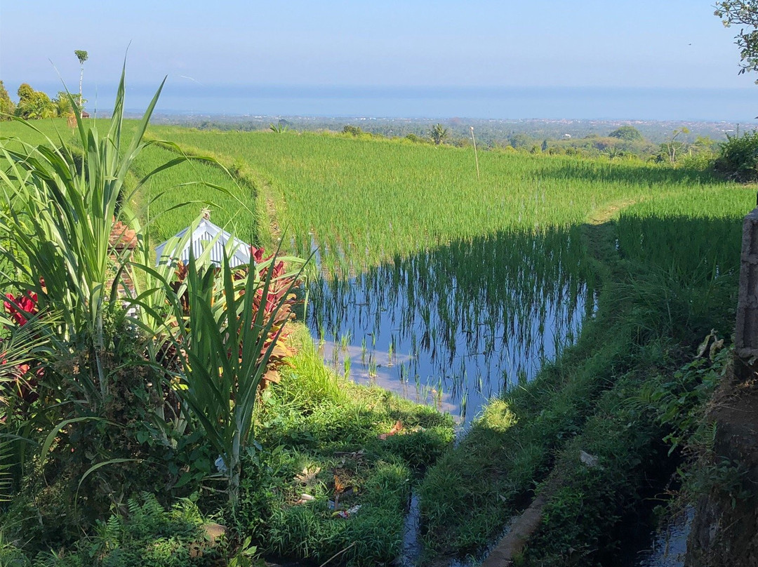 Bali Vespa Tour - Day Tours景点图片