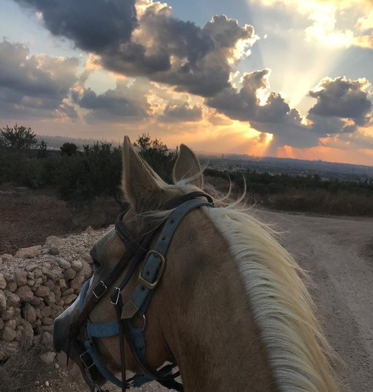 Yaar Haayalim - Deer Forest-Merom Golan必去景点