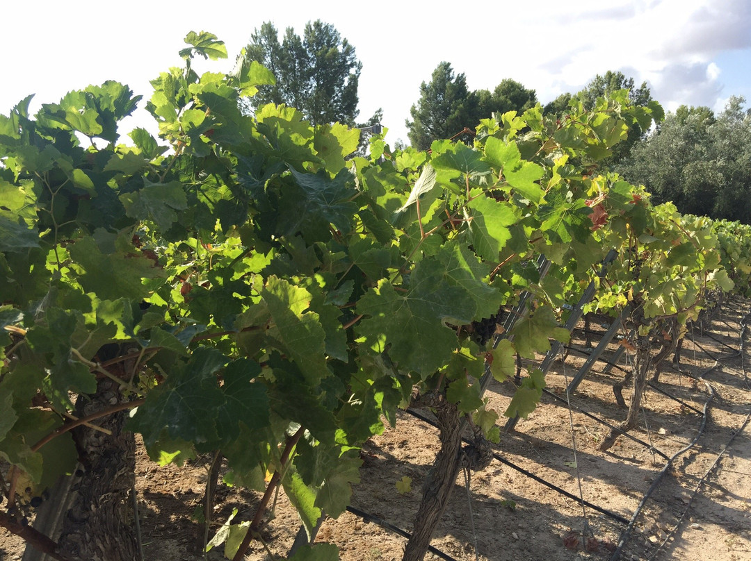 Museo del Vino Hacienda del Carche - Casa de la Ermita-Jumilla必去景点