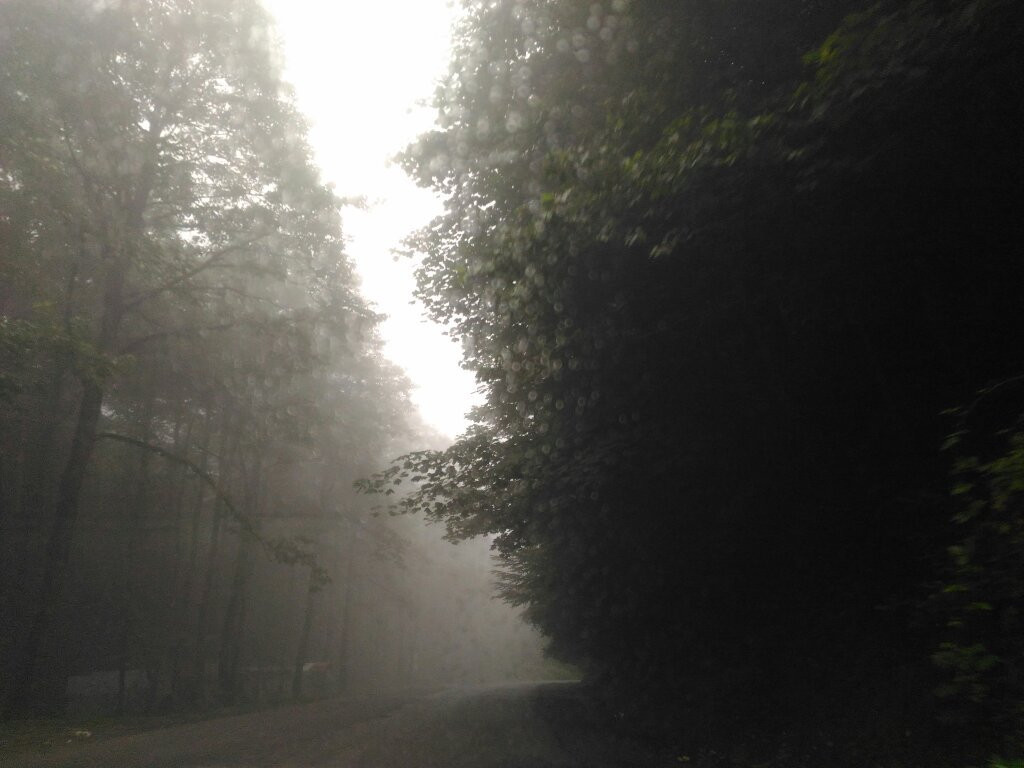 Abbas Abad Jungle景点图片