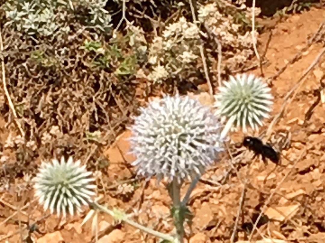 Prespa National Park-Korce必去景点