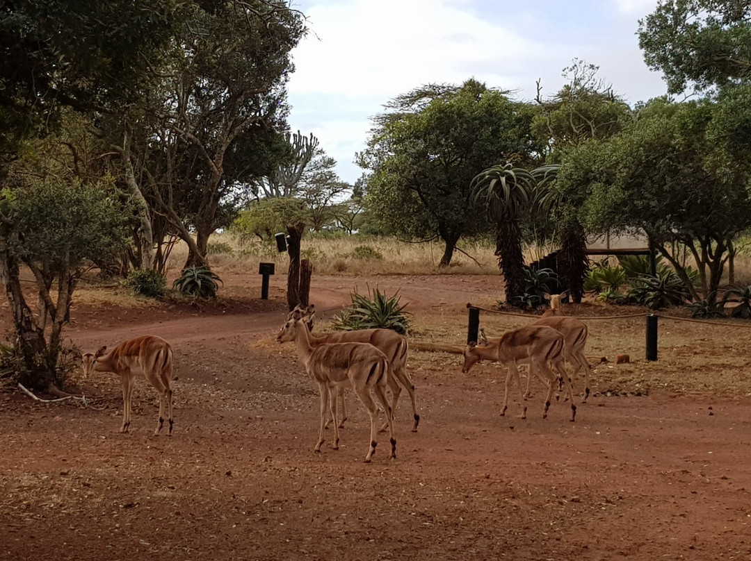Zululand Tree Lodge主图