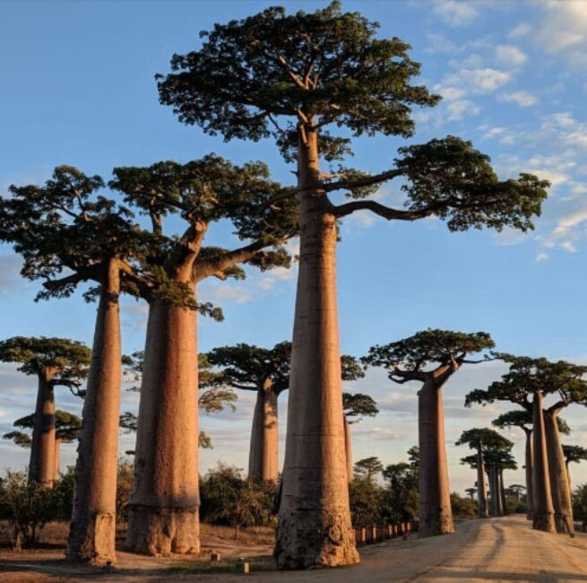 Mada Safari Tour景点图片