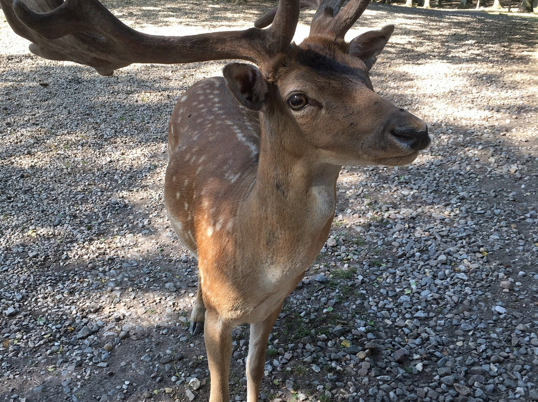 Hochwildpark Rheinland景点图片