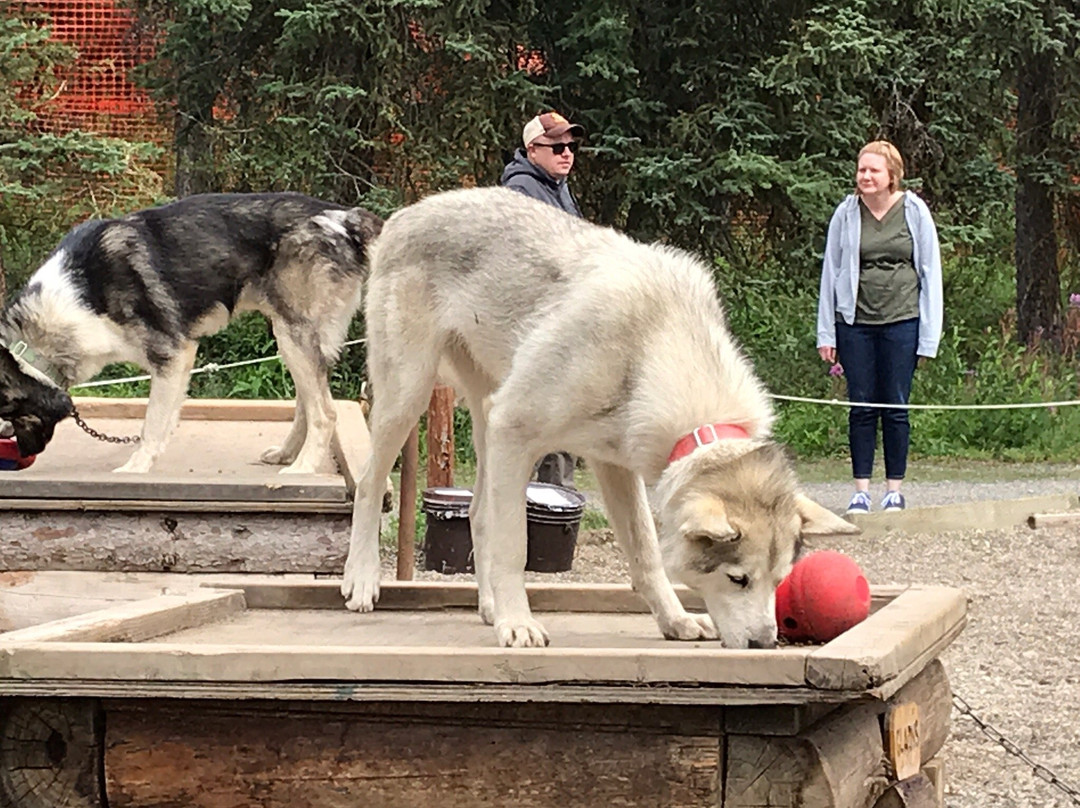 Sled Dog Demonstration景点图片