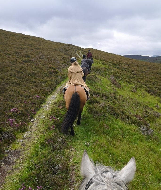 Highland Horse Fun Kingussie景点图片