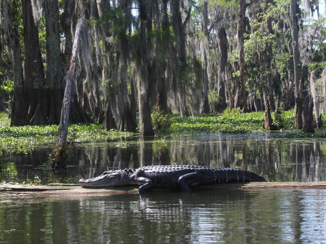 Bayou Teche Experience景点图片