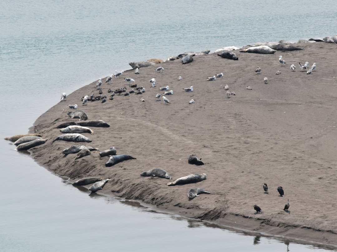 Harbor Seal Nursery景点图片