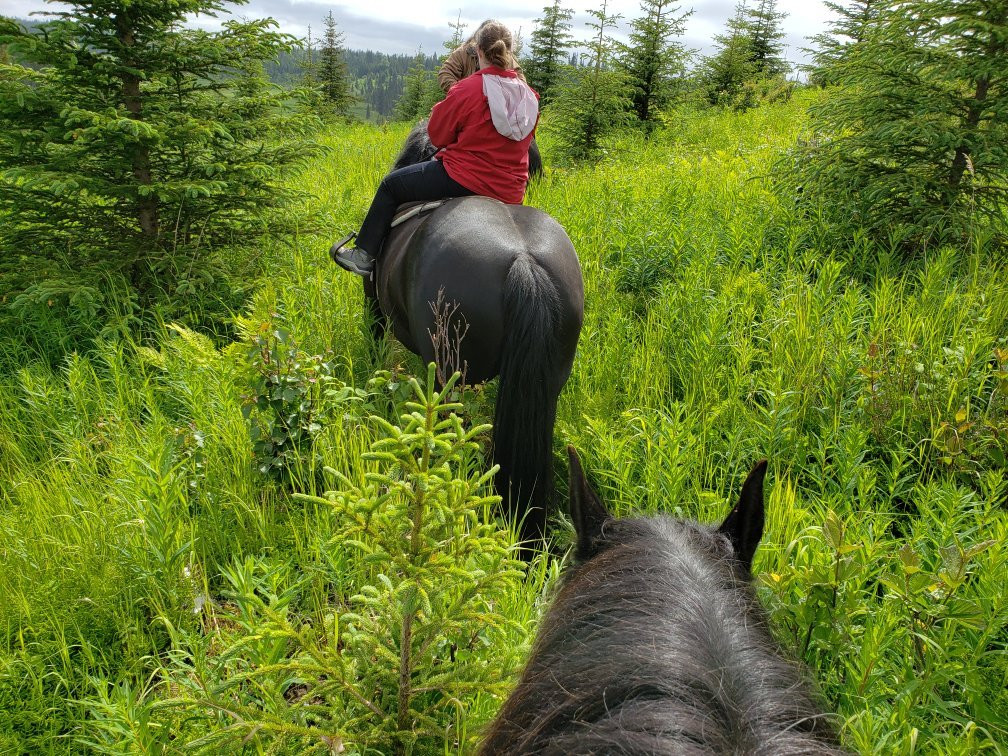 Alaska Draft Horse景点图片