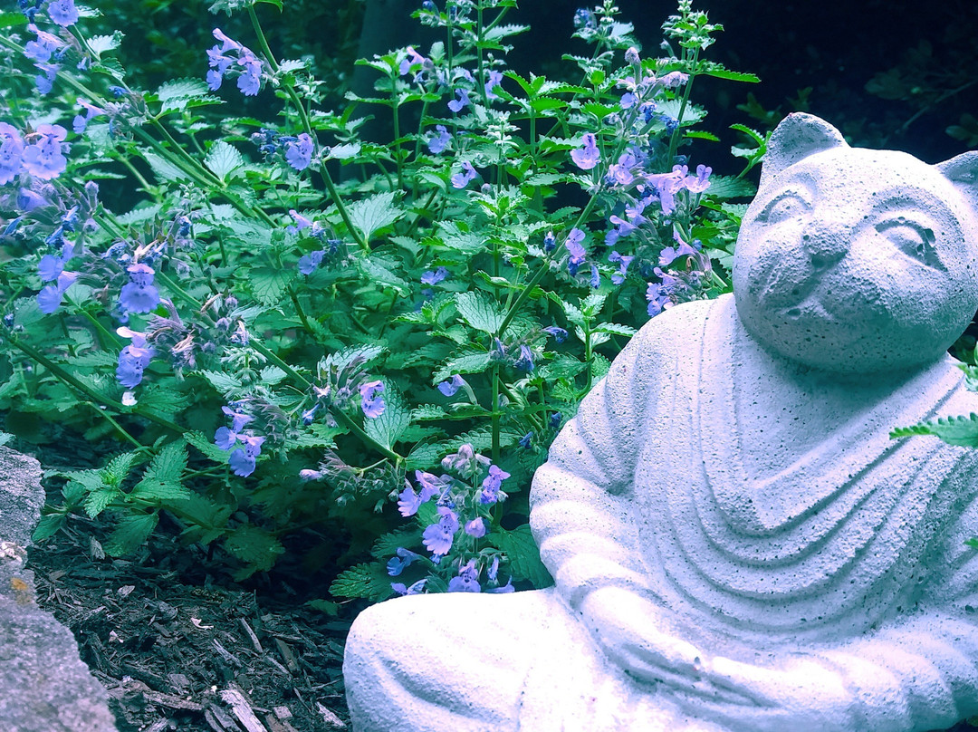 Peace Valley Lavender Farm景点图片