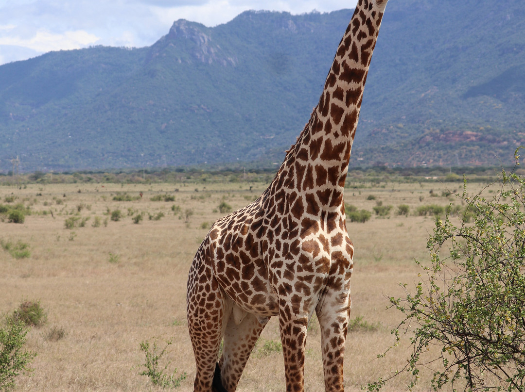 Jorim Tours And Safaris Day Tours-蒙巴萨必去景点