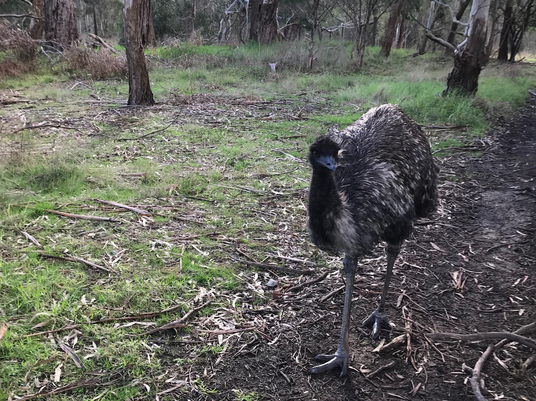 Bayles Fauna Reserve-Koo-Wee-Rup必去景点