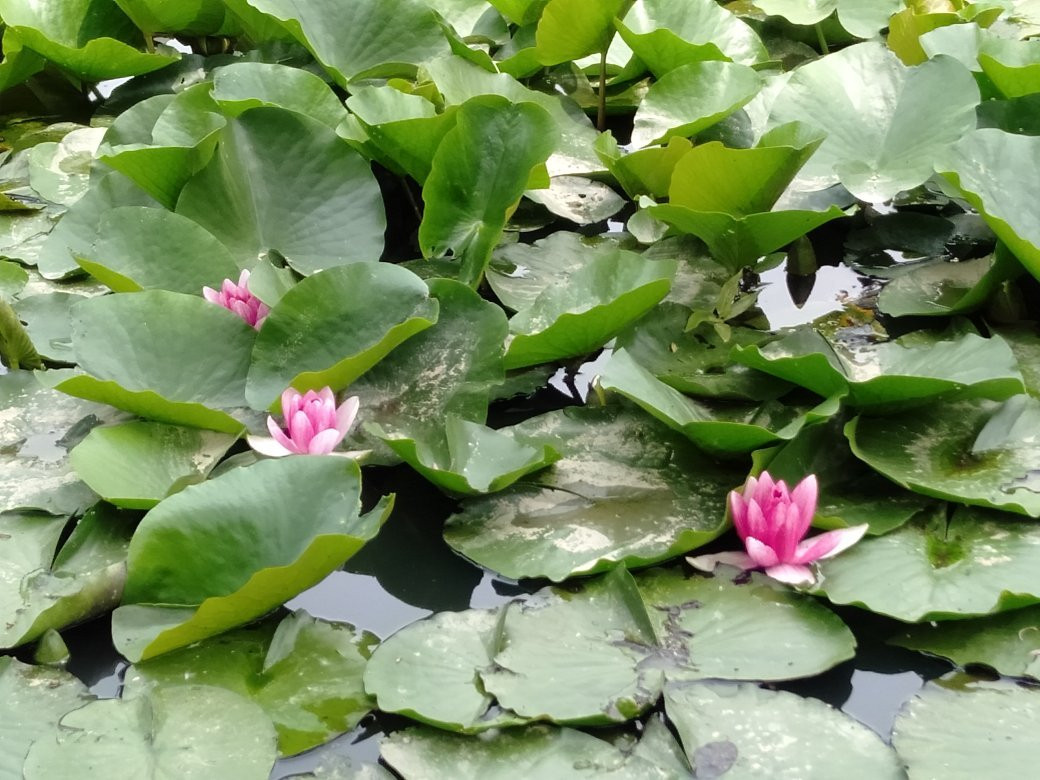 Hattori Ryokuchi Park-丰中市必去景点