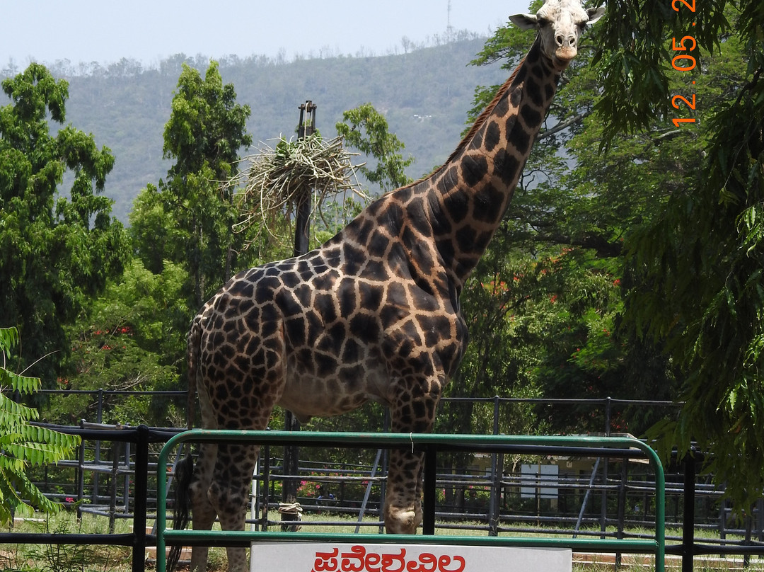 Sri Chamarajendra Zoological Gardens景点图片