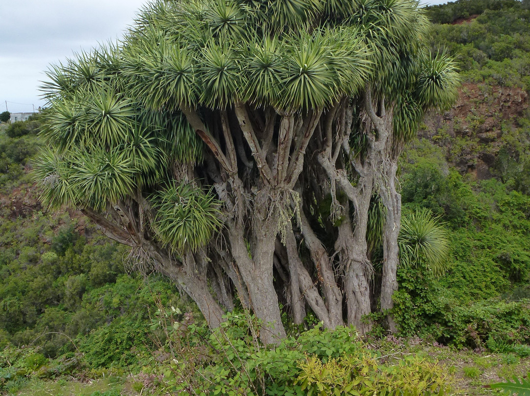 Mirador de La Tosca景点图片