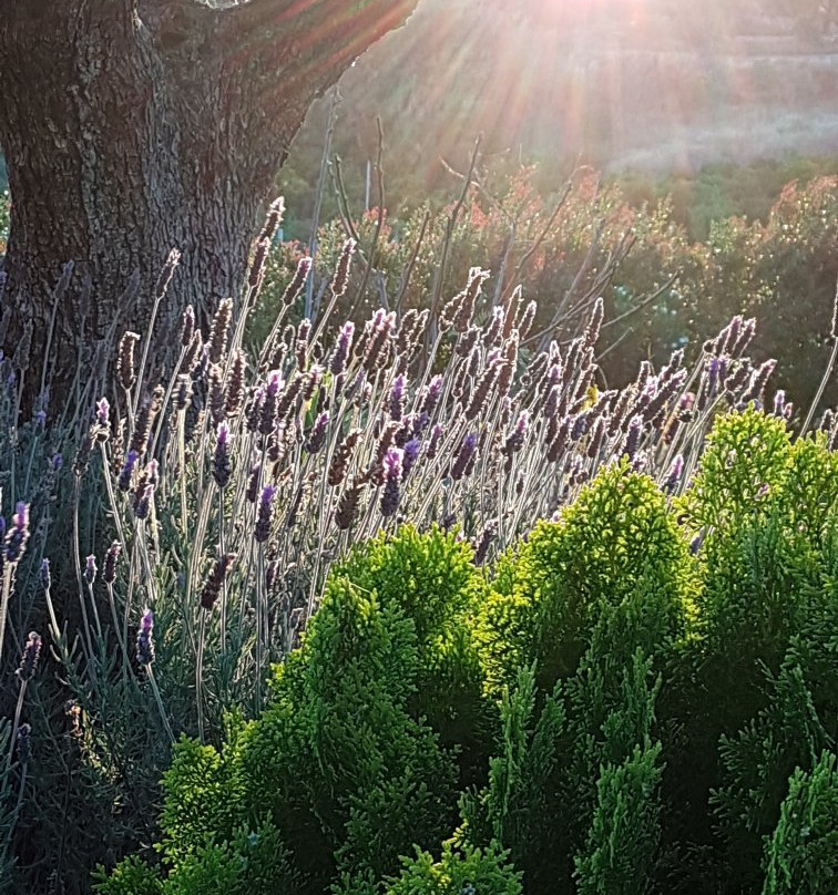 Gato Preto de Silves主图