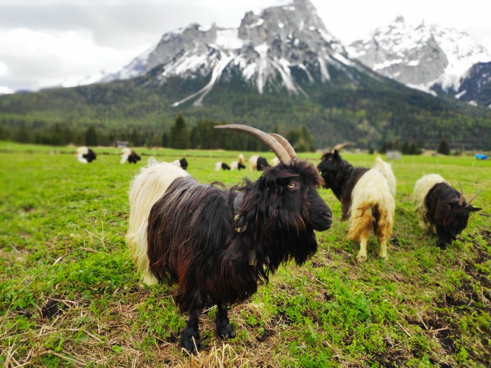 Panorama Gastehaus Pension主图