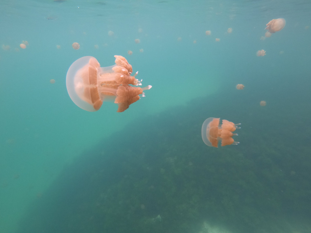 Sting-less Jellyfish Lake-Pulau Kakaban必去景点