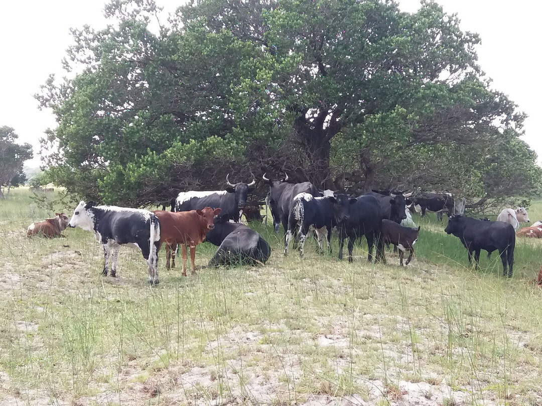 Mussiro Trips-马布多必去景点