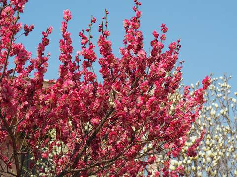 十梅庵公园-青岛市必去景点
