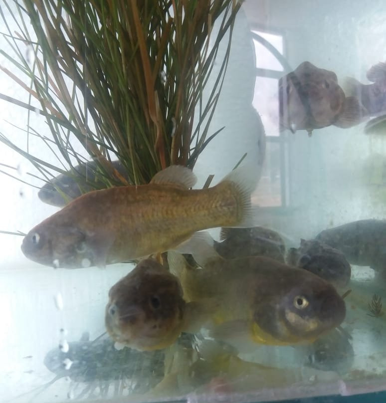 Yacht Lago Titicaca主图