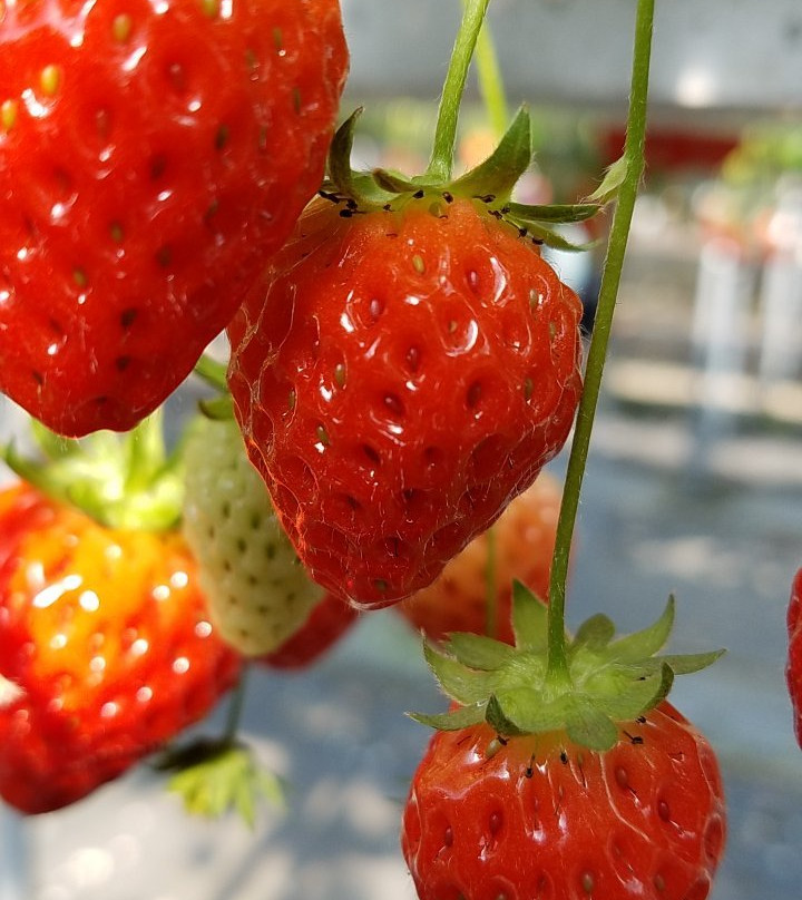 Strawberry Land Nakanishi-东伊豆町必去景点