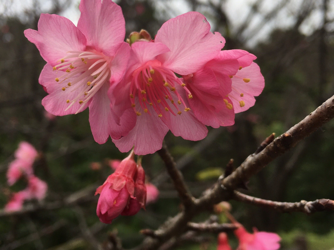 Nago Cherry Blossom Matsuri-名护市必去景点