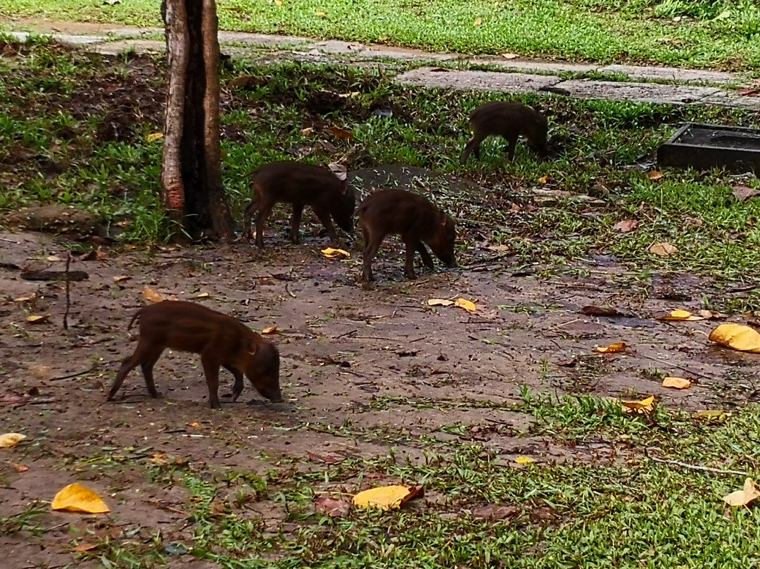 古晋湿地国家公园-古晋必去景点