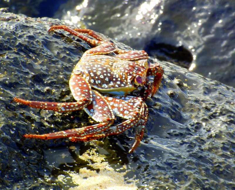 Hannays Beach-Georgetown必去景点