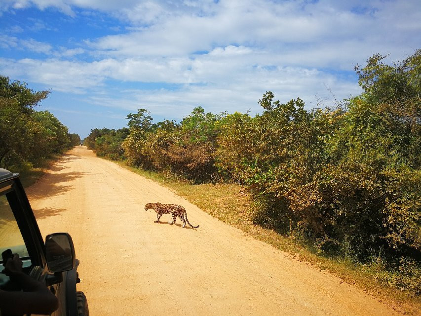 Sasindu Safari Jeep Tours-雅拉国家公园必去景点