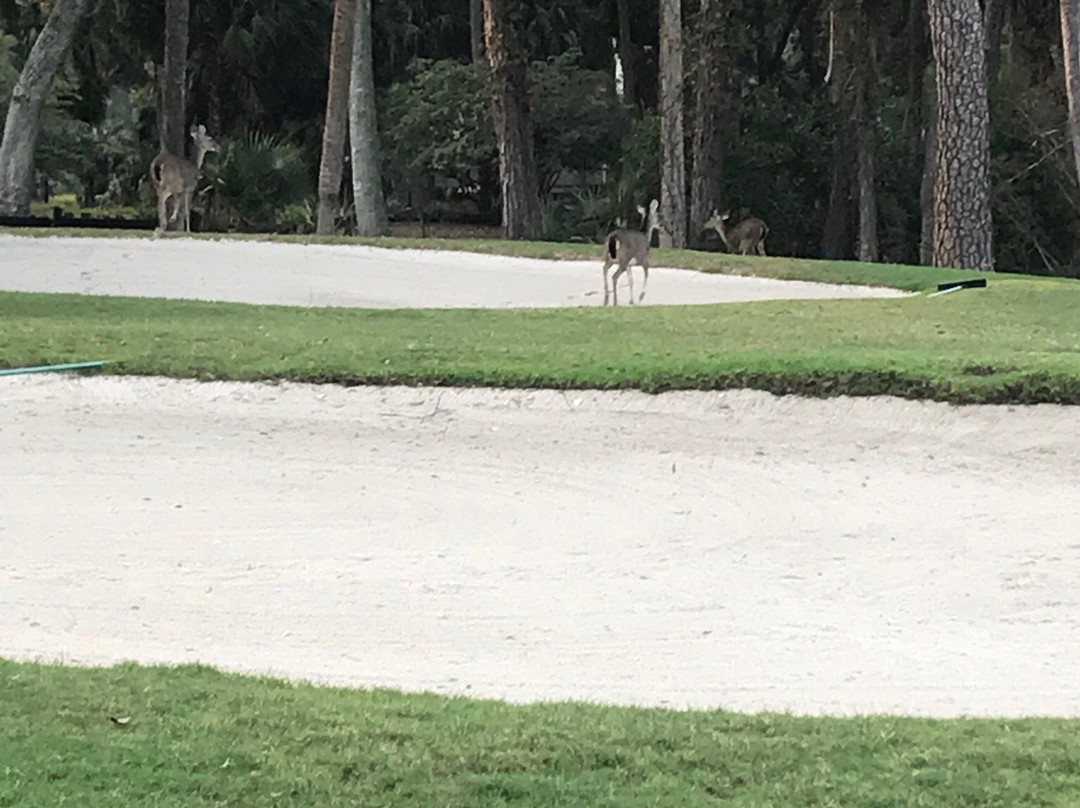 The Plantation Course at Edisto景点图片