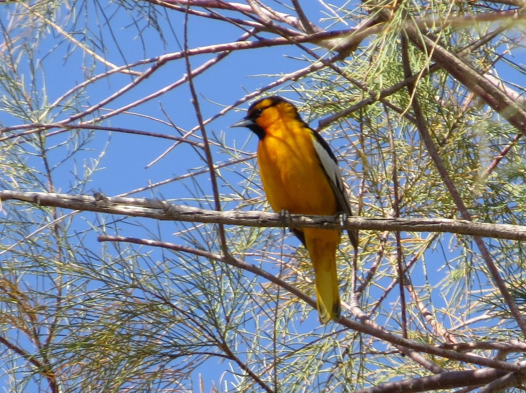 Panoche Hills Ecological Reserve-霍利斯特必去景点