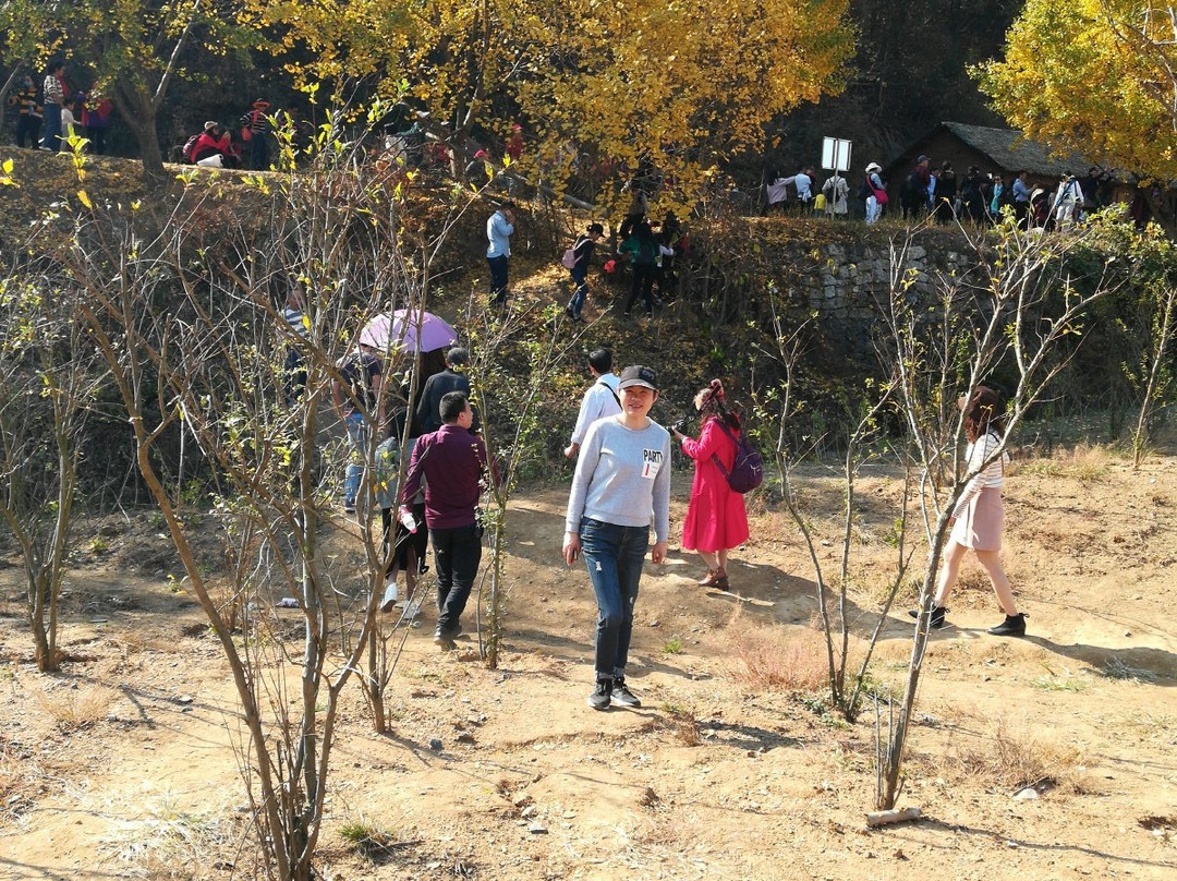 千年银杏谷-随州市必去景点