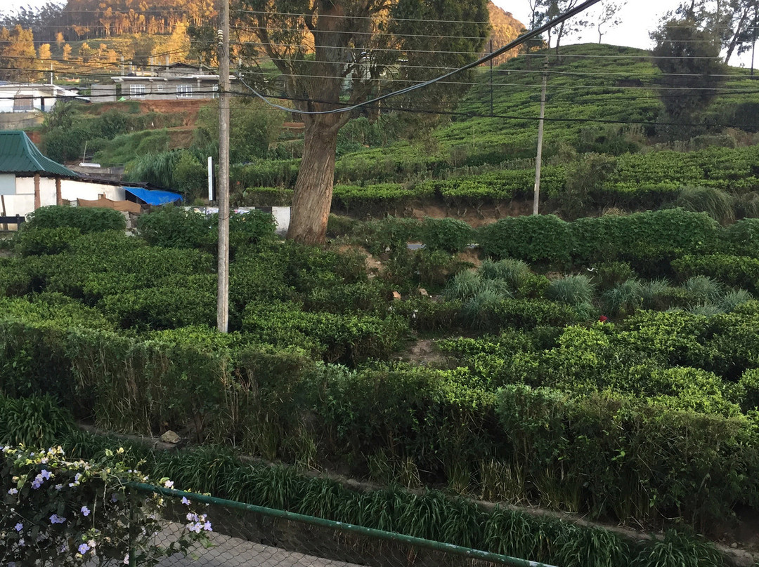 Pedro View Guest House主图