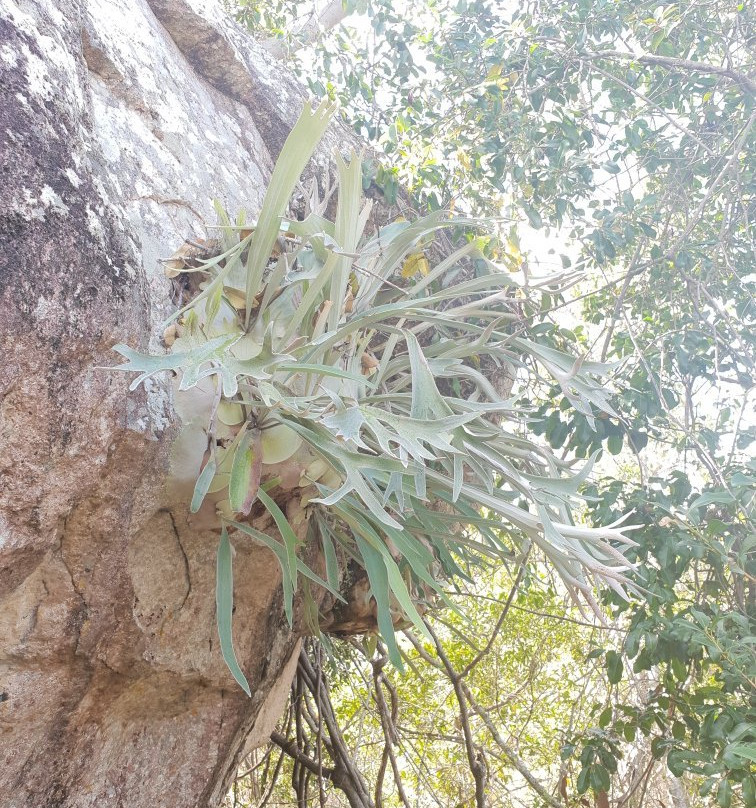 Auburn River National Park-Hawkwood必去景点
