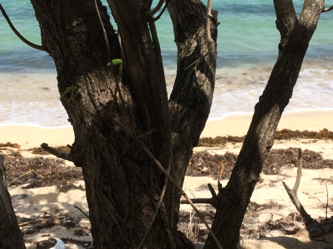 Cardona Island Light-庞塞必去景点