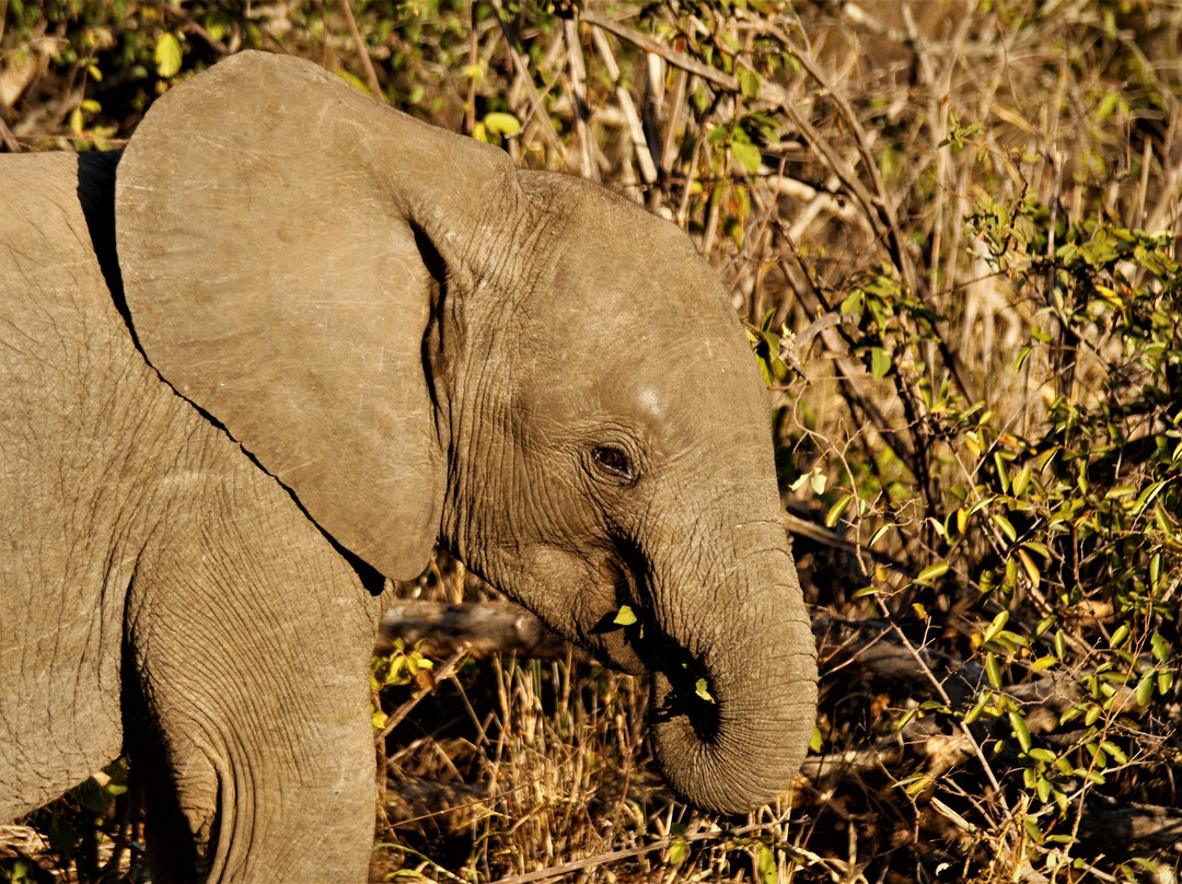 Spurwing Tourism Services-约翰内斯堡必去景点