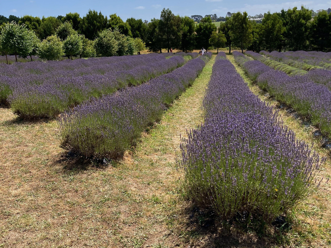 Red Hill Lavender Farm And Distillery景点图片