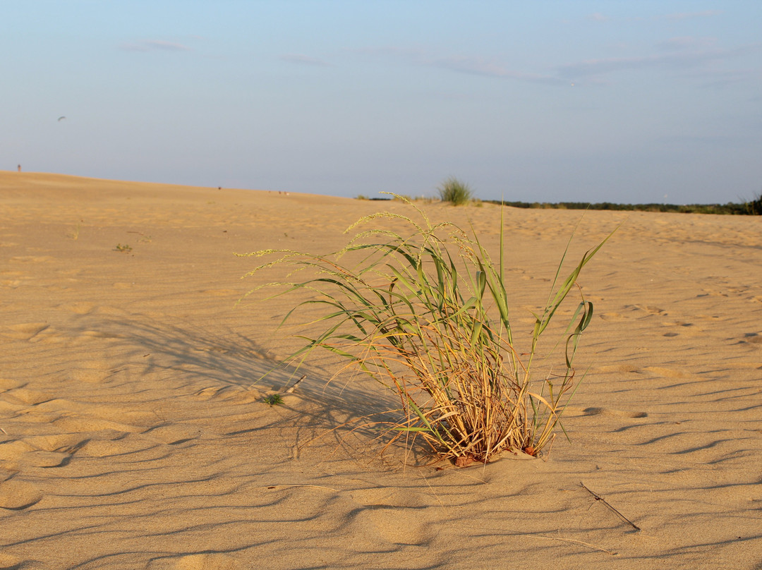 Tracks in the Sand景点图片