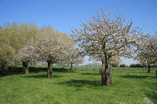 Oud Moeshof-官方