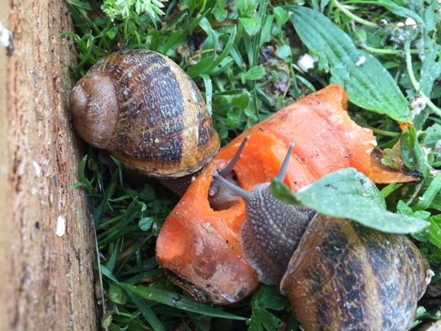 L'Escargot sur Loire景点图片